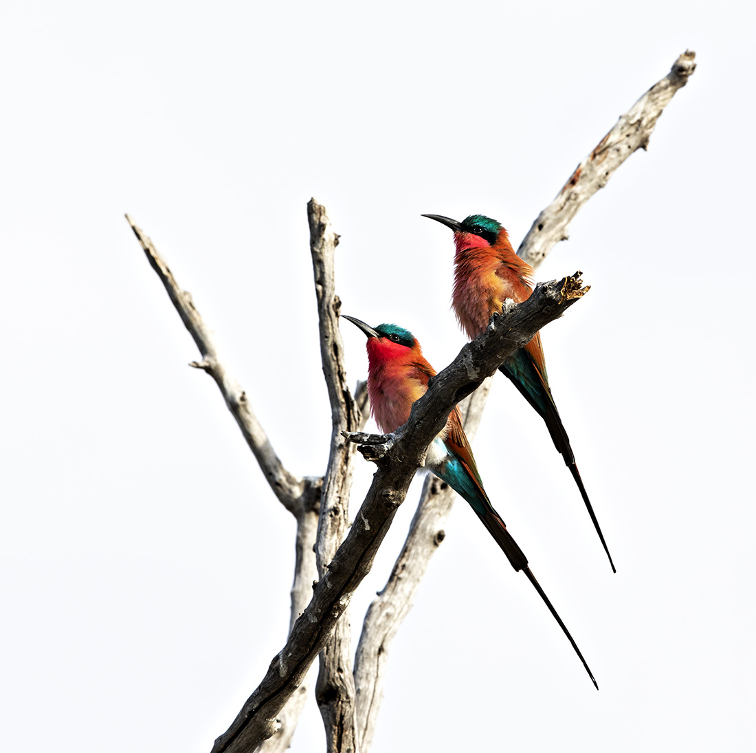 Carmine Bee-eater