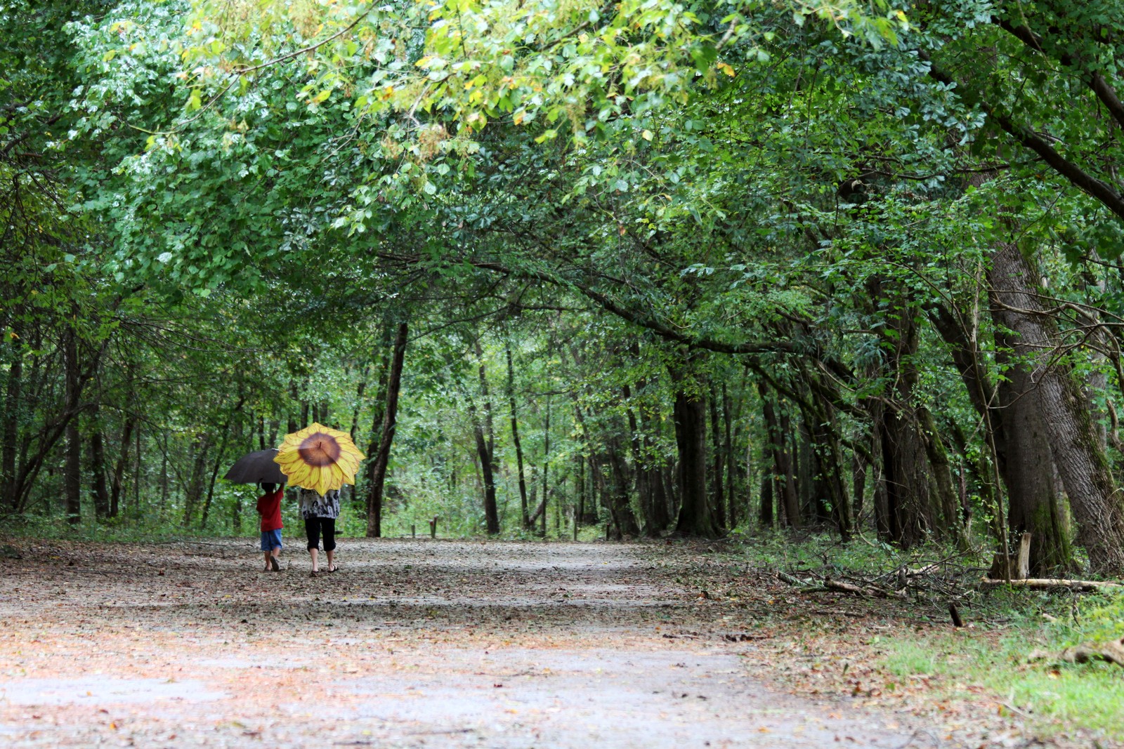 WC#843 Hooch Umbrellas