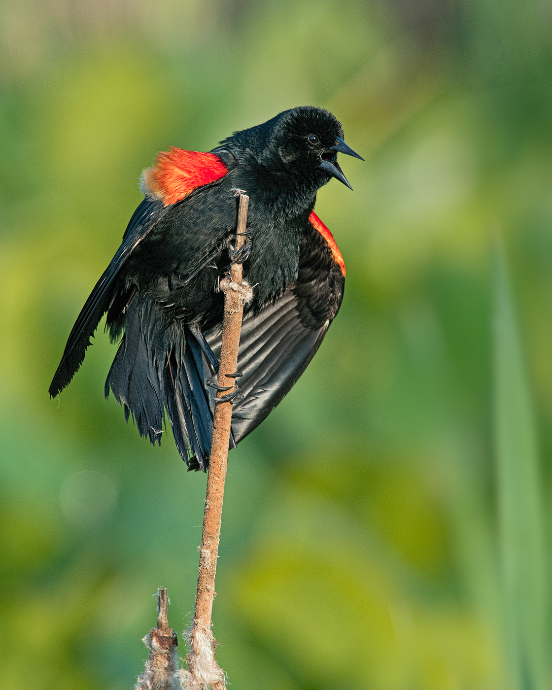 Red-winged Blackbird