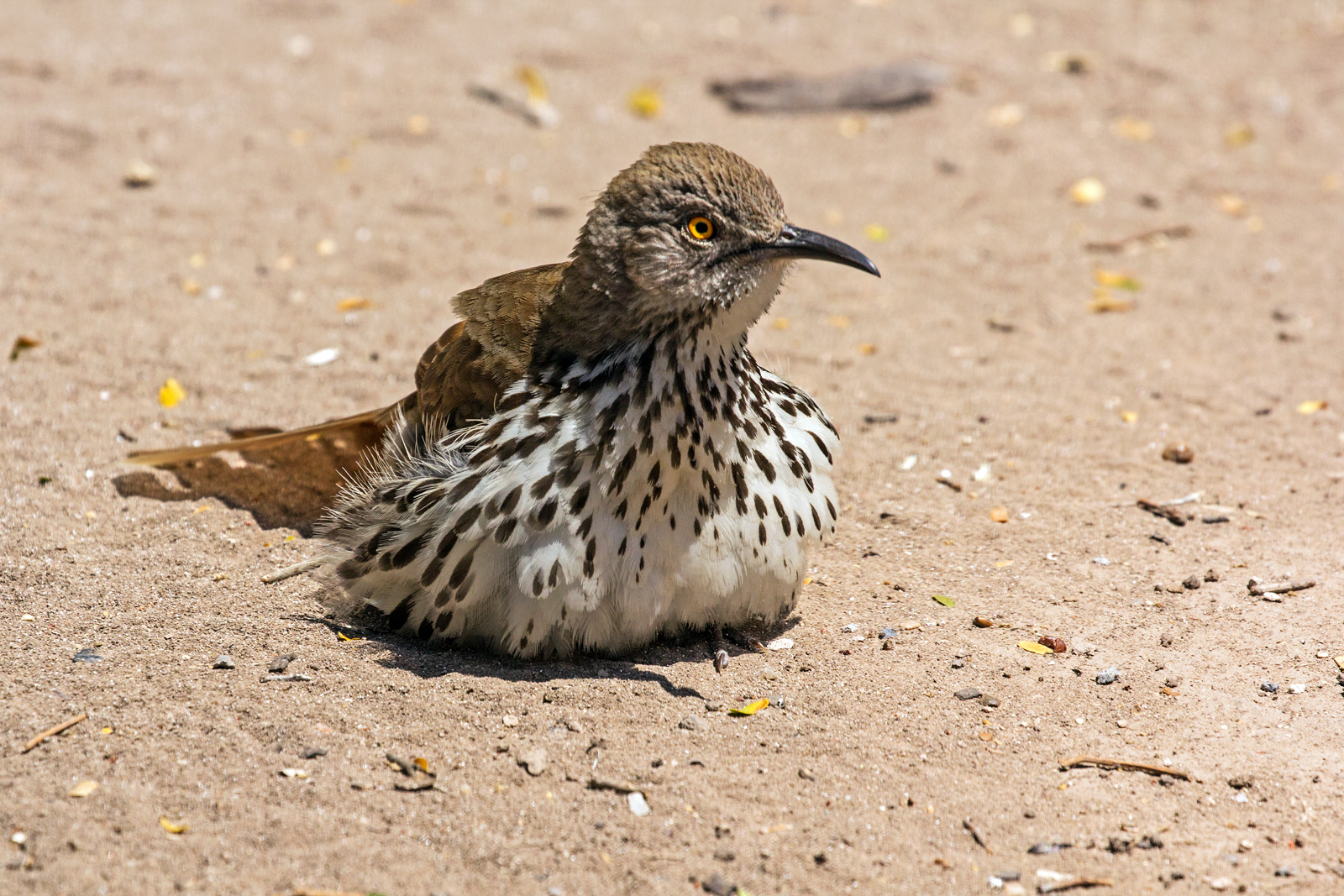 Dusty Longbill