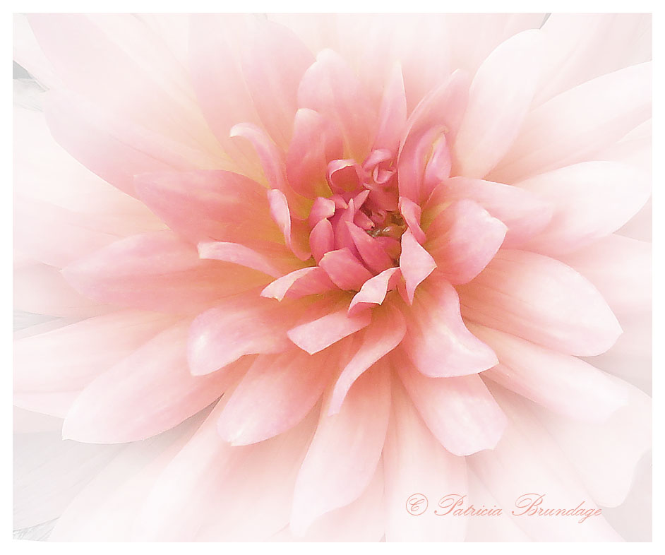 Coral Dahlia