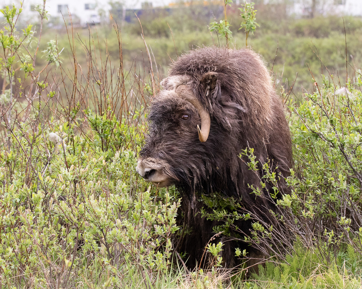 Musk Ox