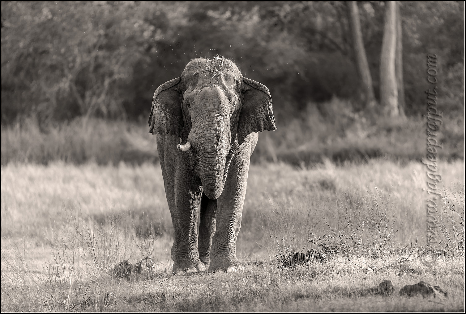 Tusker
