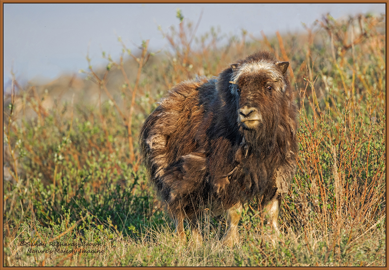 Wary Yearling Musk Ox 