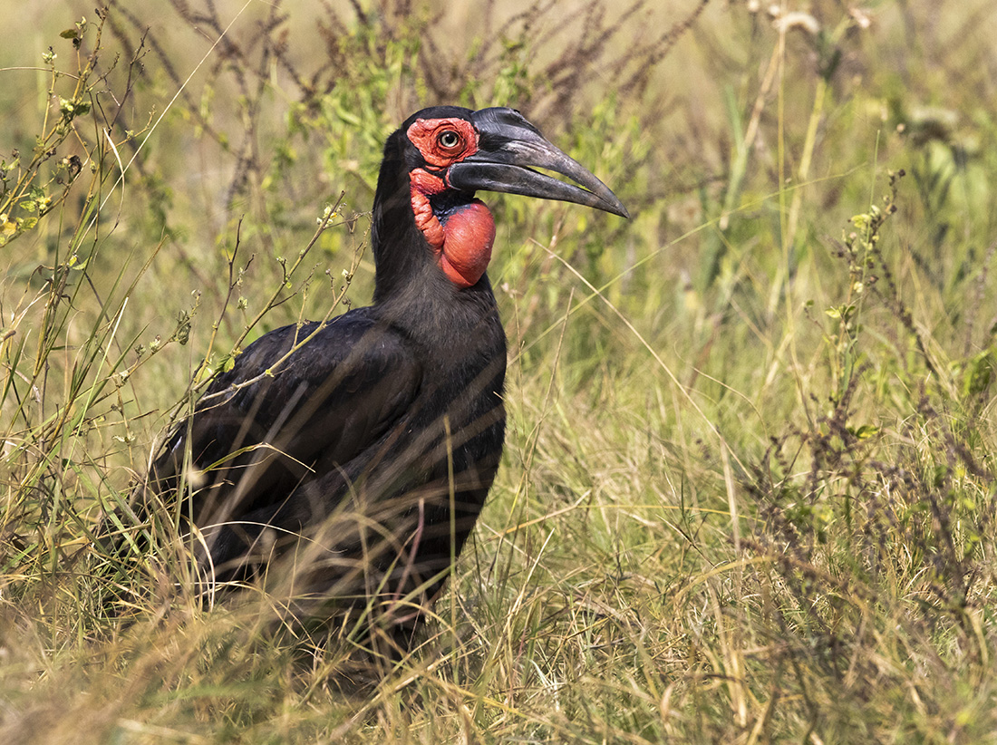 Ground Hornbill