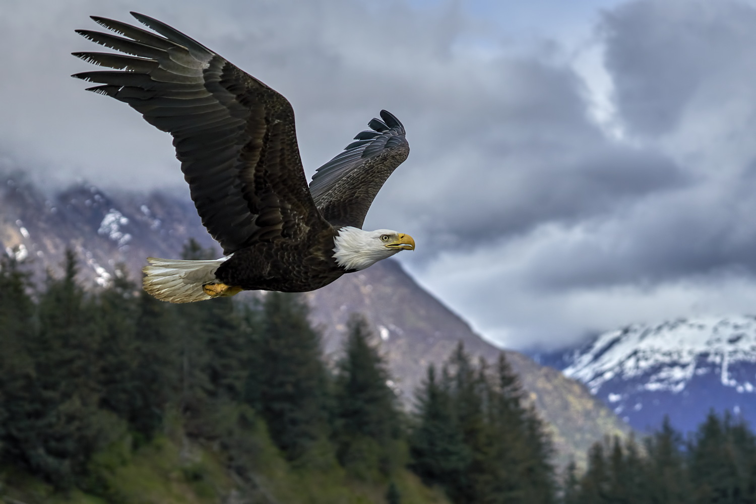 Scenic Fly By