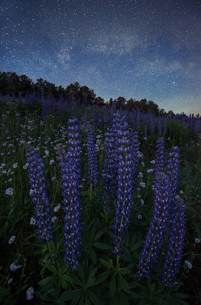 Lupine Nights