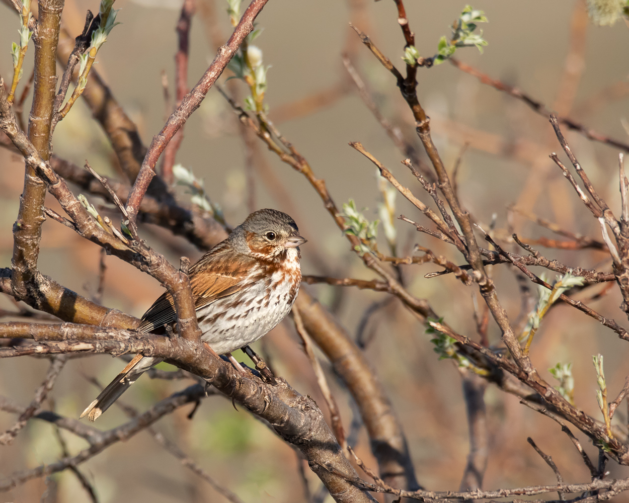Fox Sparrow
