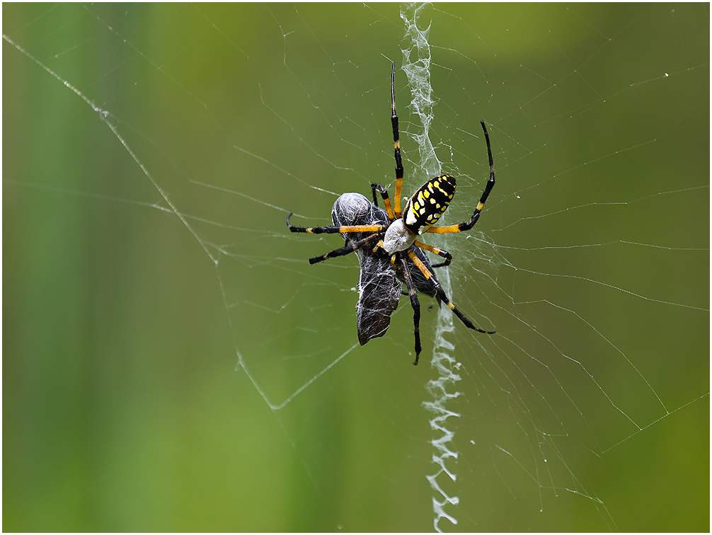 Argiope and Horse Fly