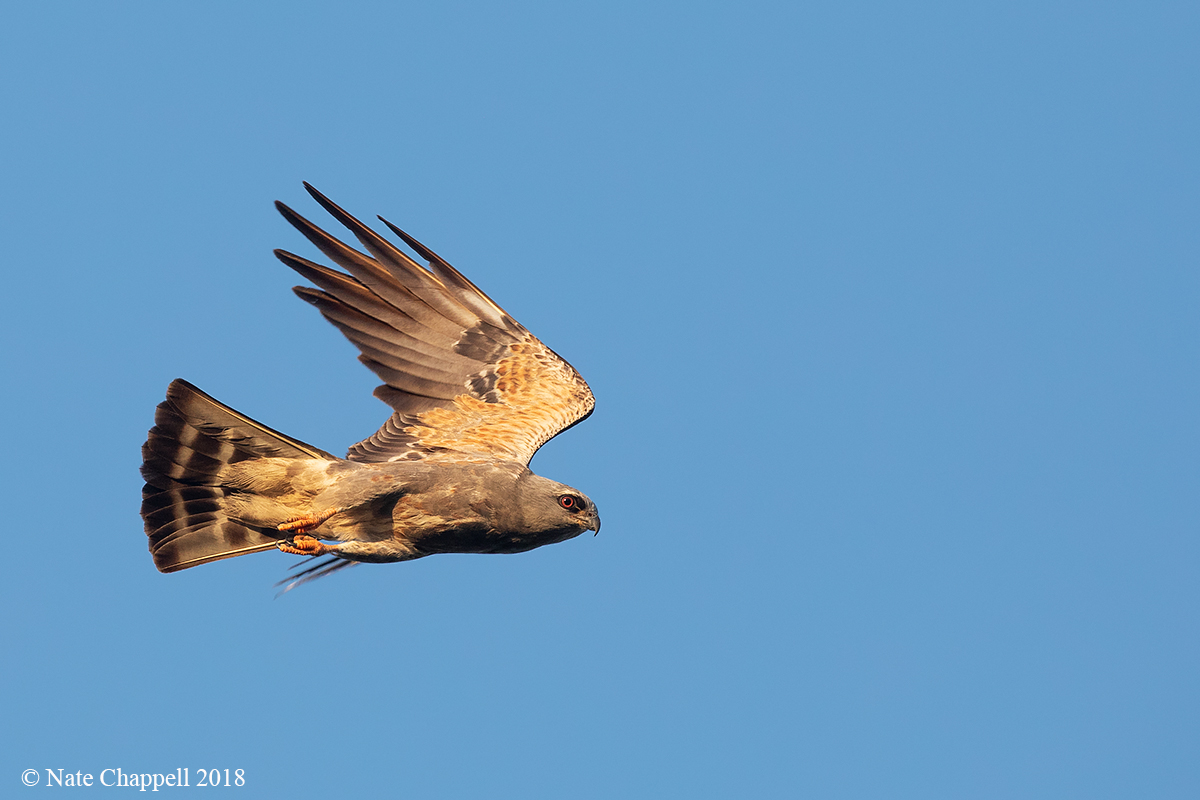 Mississippi Kite