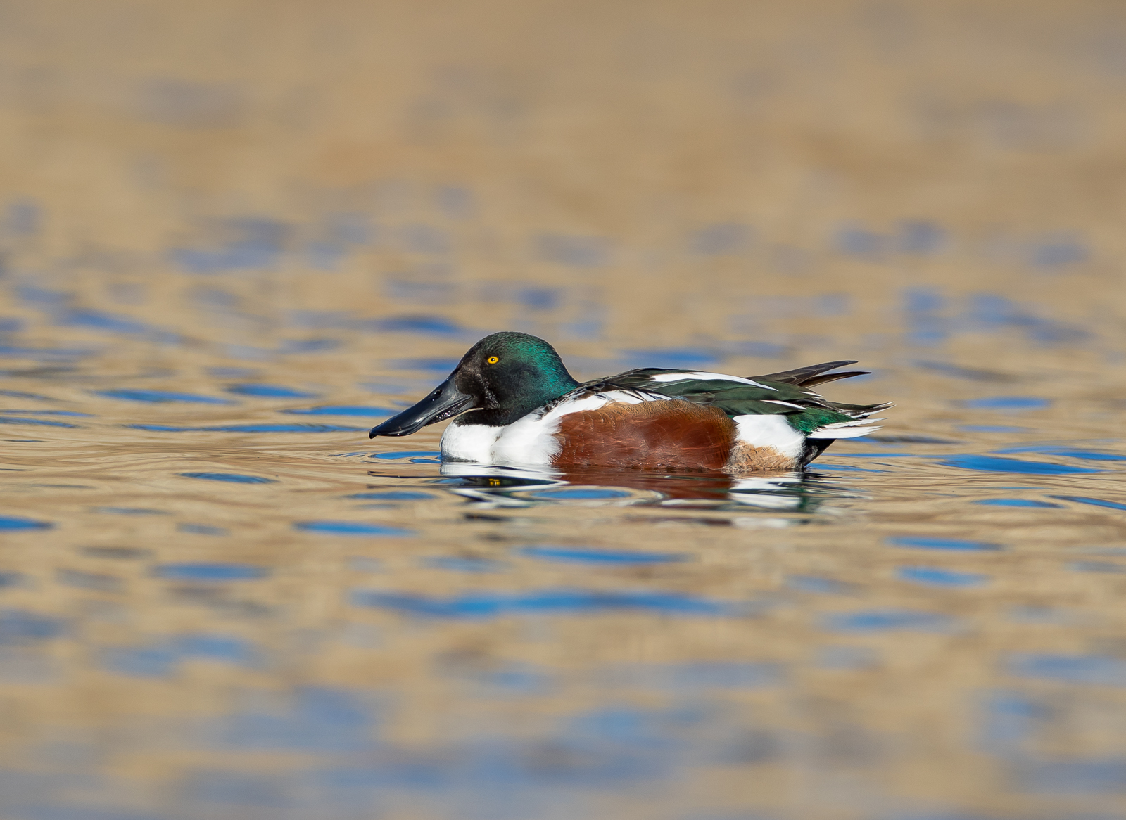 Shoveler on Lovely Water