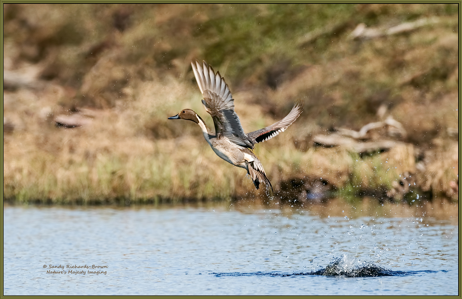 Pintail Take-off