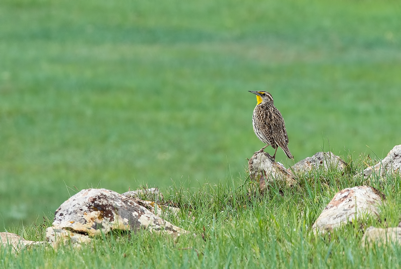 On the Prairie