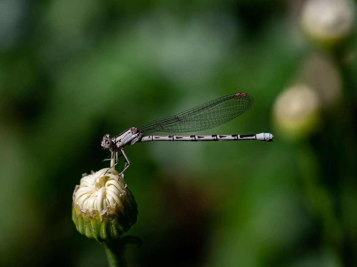 Damsel on Lily Bud