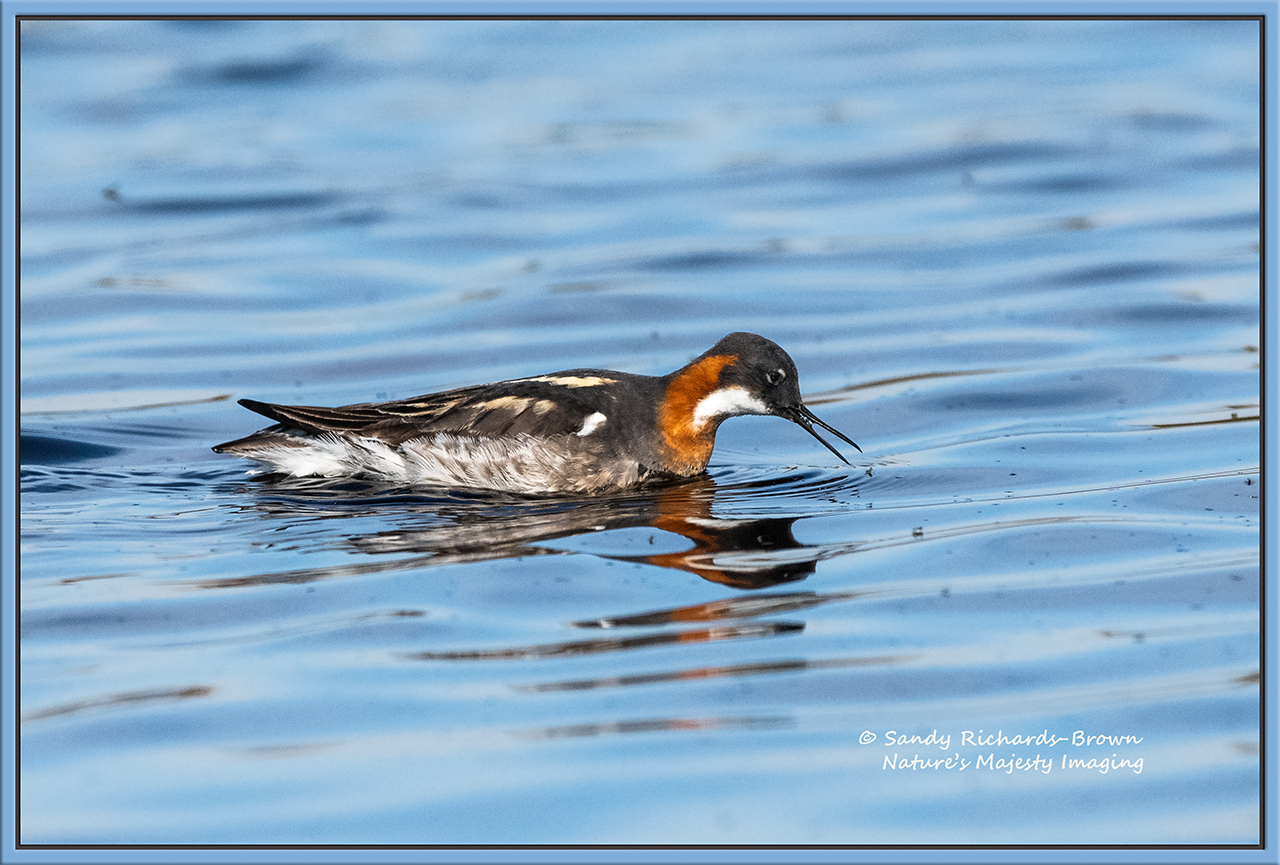 Red-Necked Phalarope