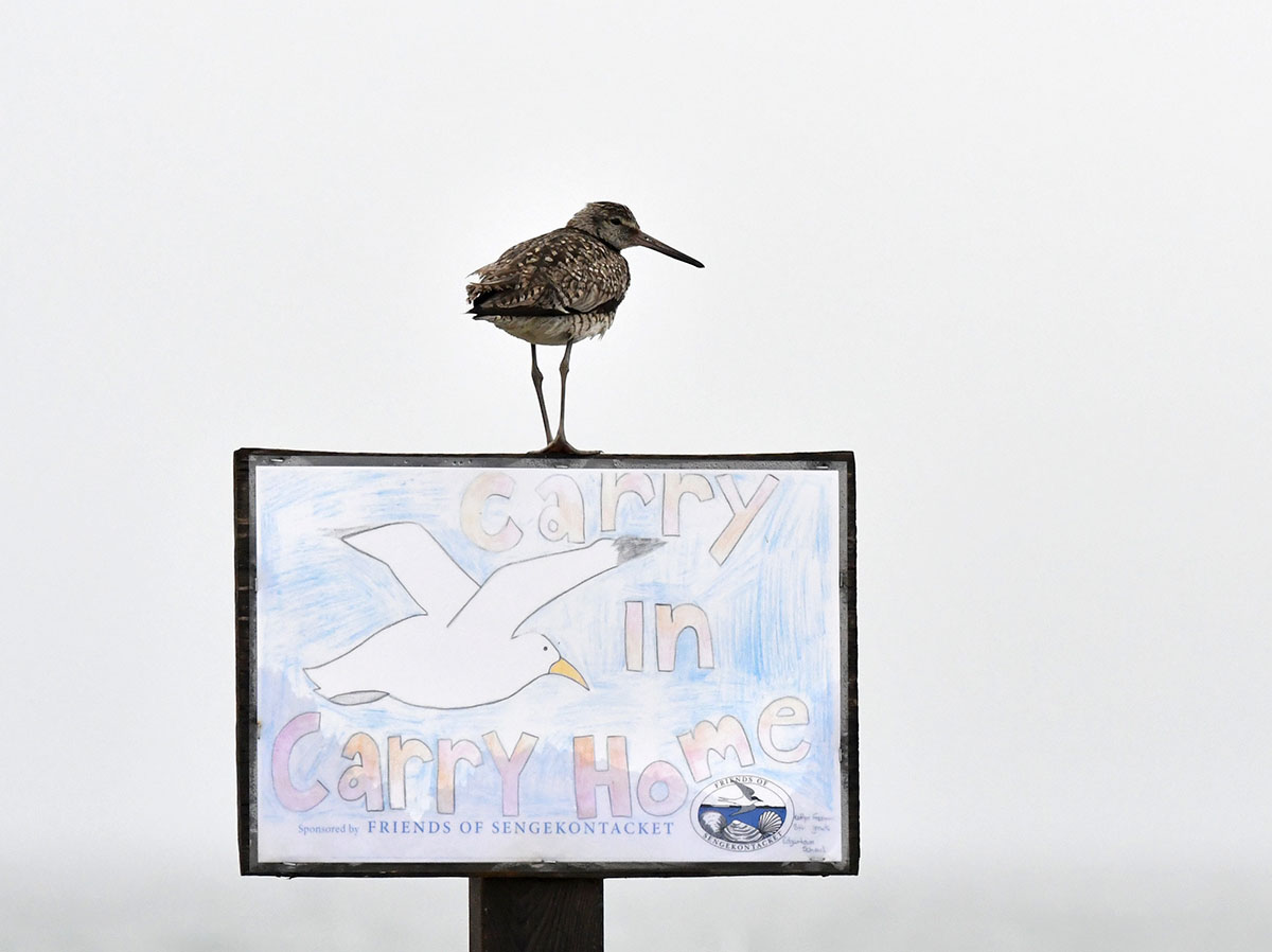 Beach Sign Willet 