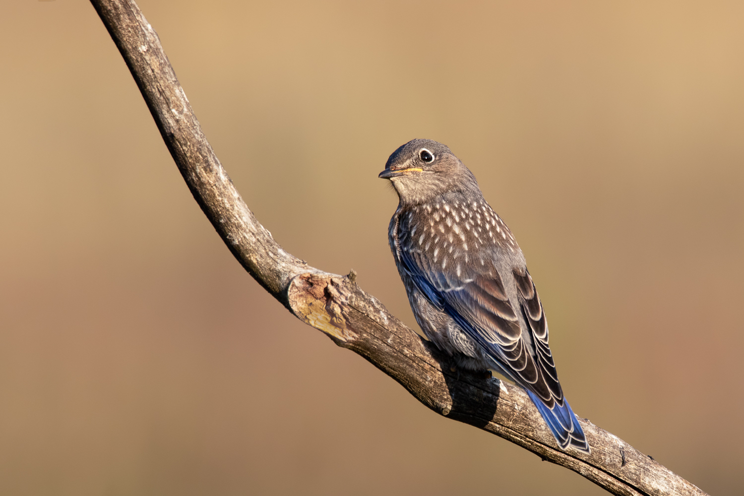 Western Bluebird