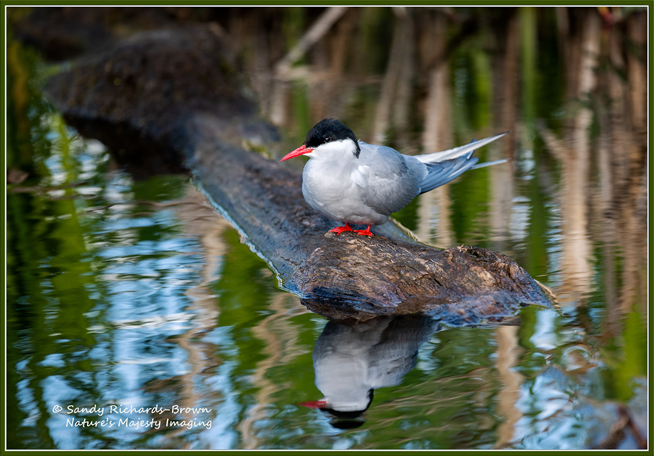 Arctic Tern