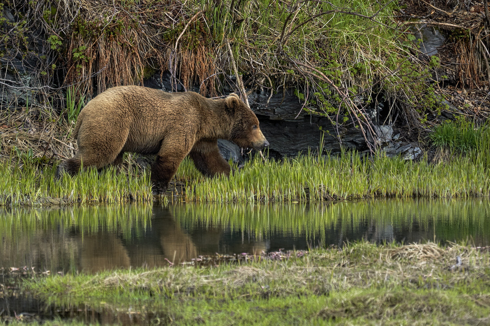 Browsing Bruin #1