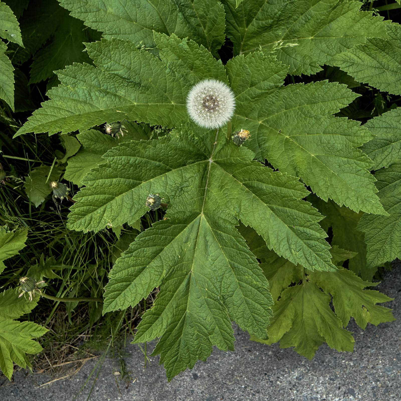 DandiCelery