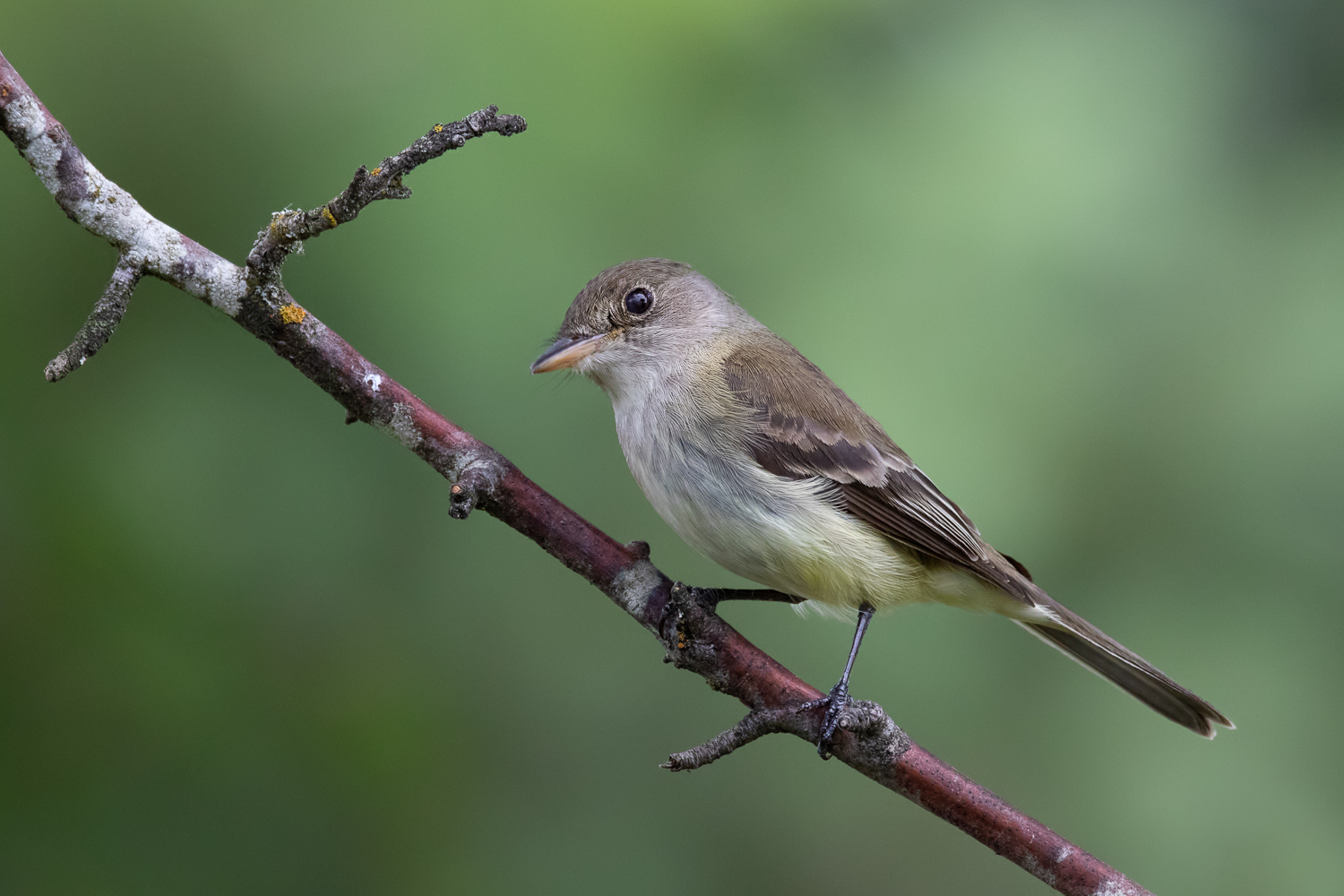 Willow Flycatcher