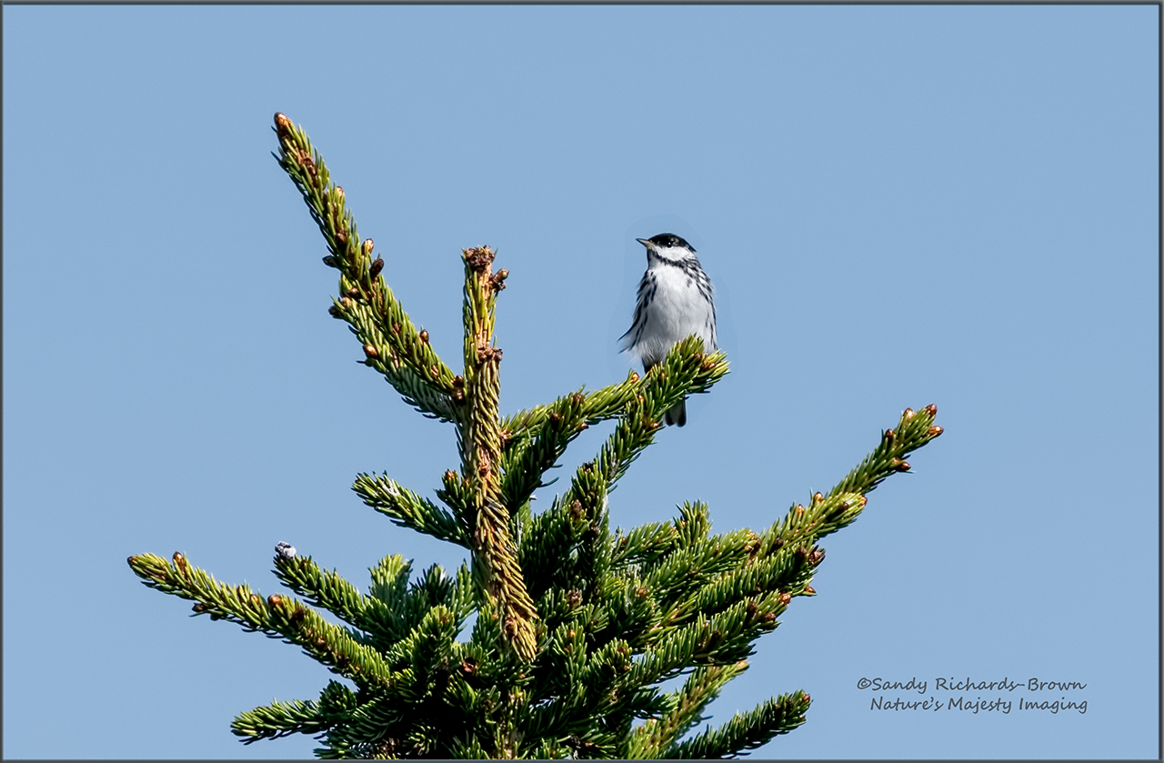 Blackpoll Warbler / Re-Edit 