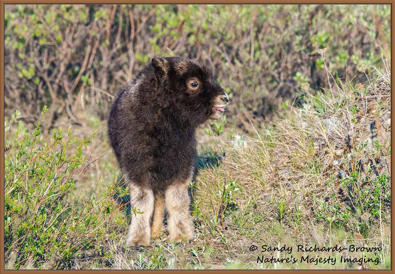 Musk Ox Calf