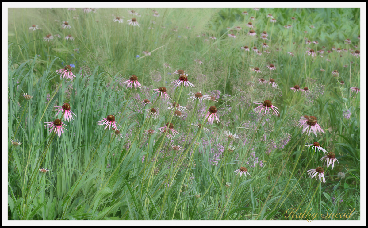 Coneflower Dancers