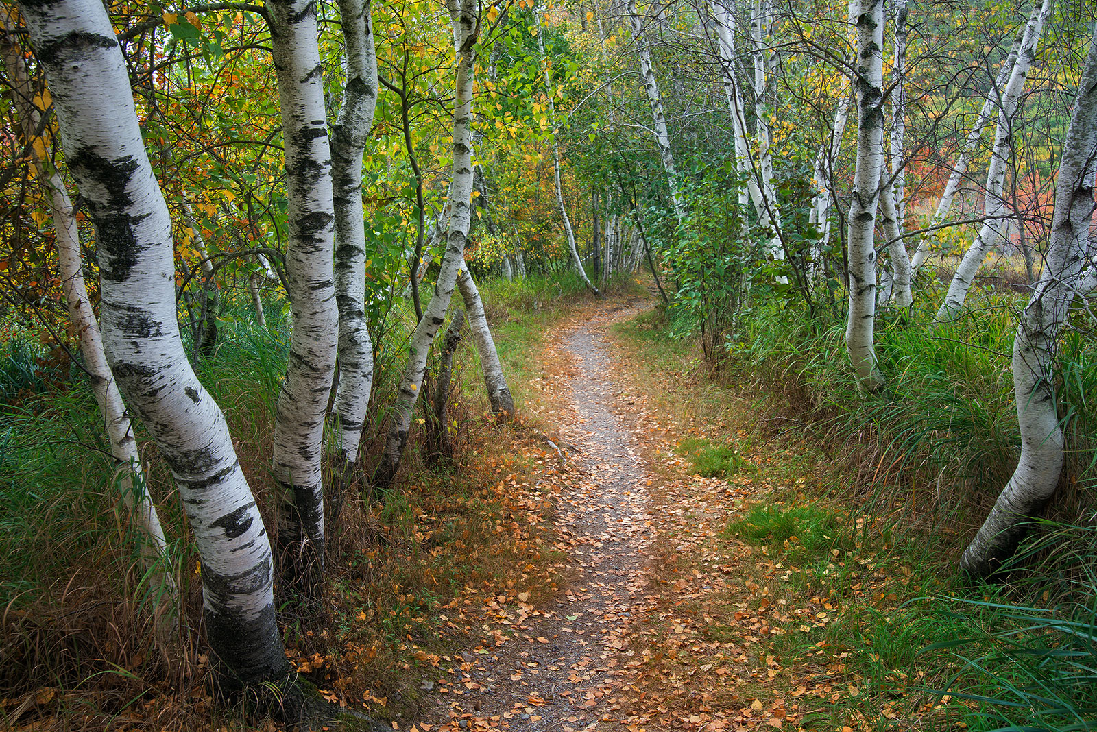 Jessup Path