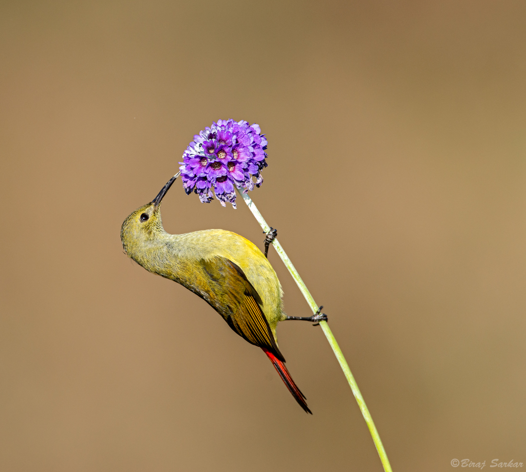 bird feeding on flower