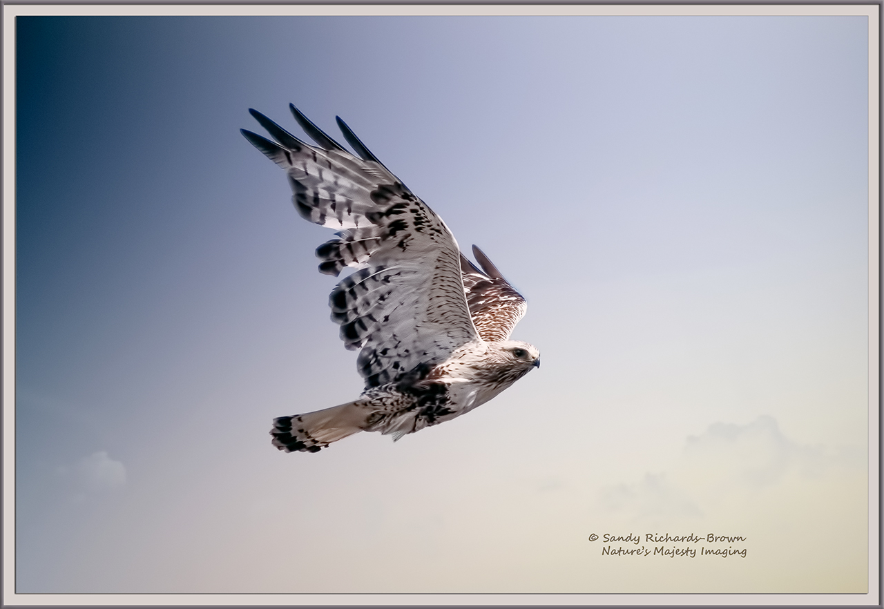 Rough-Legged Hawk