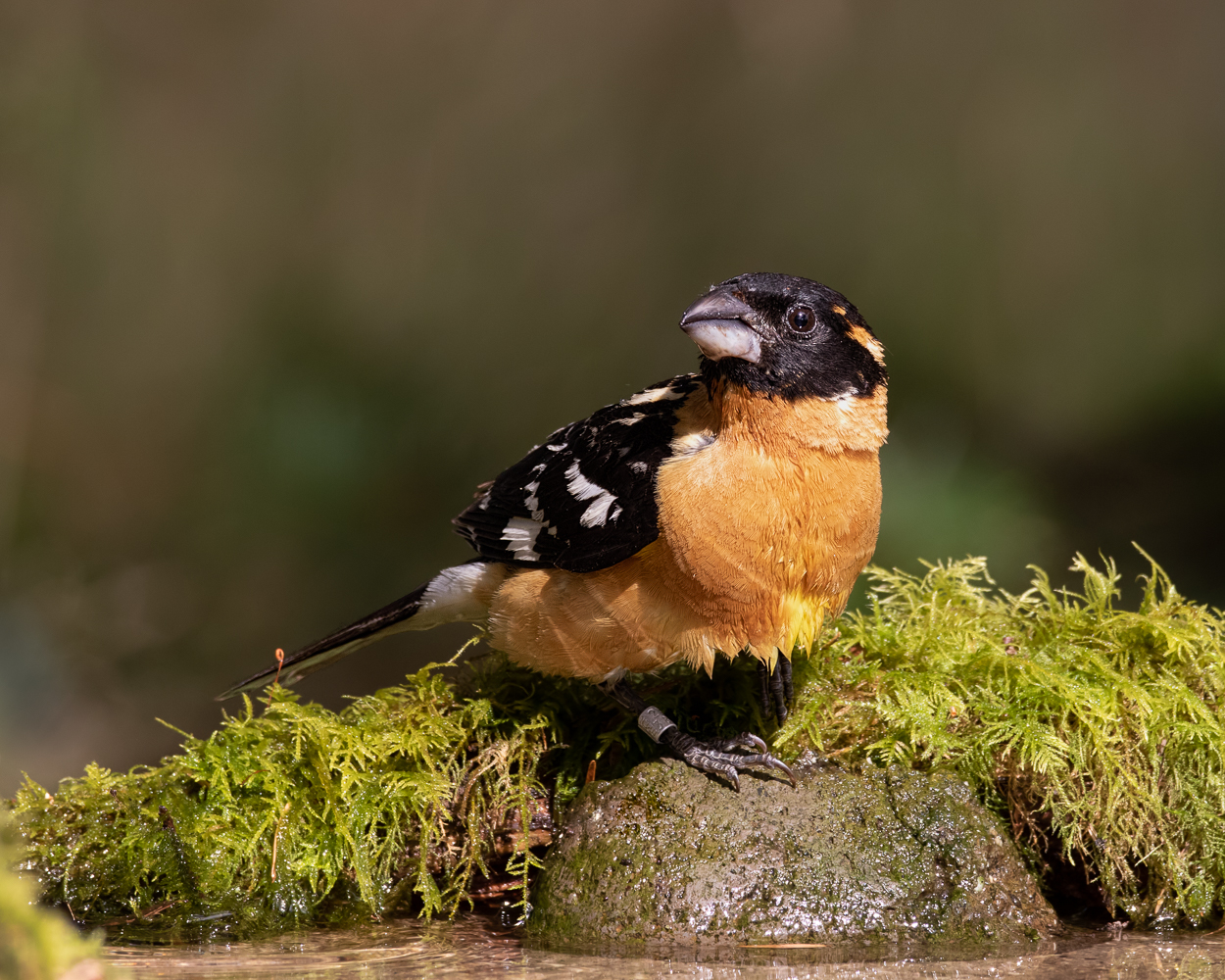 Black-headed Grosbeak