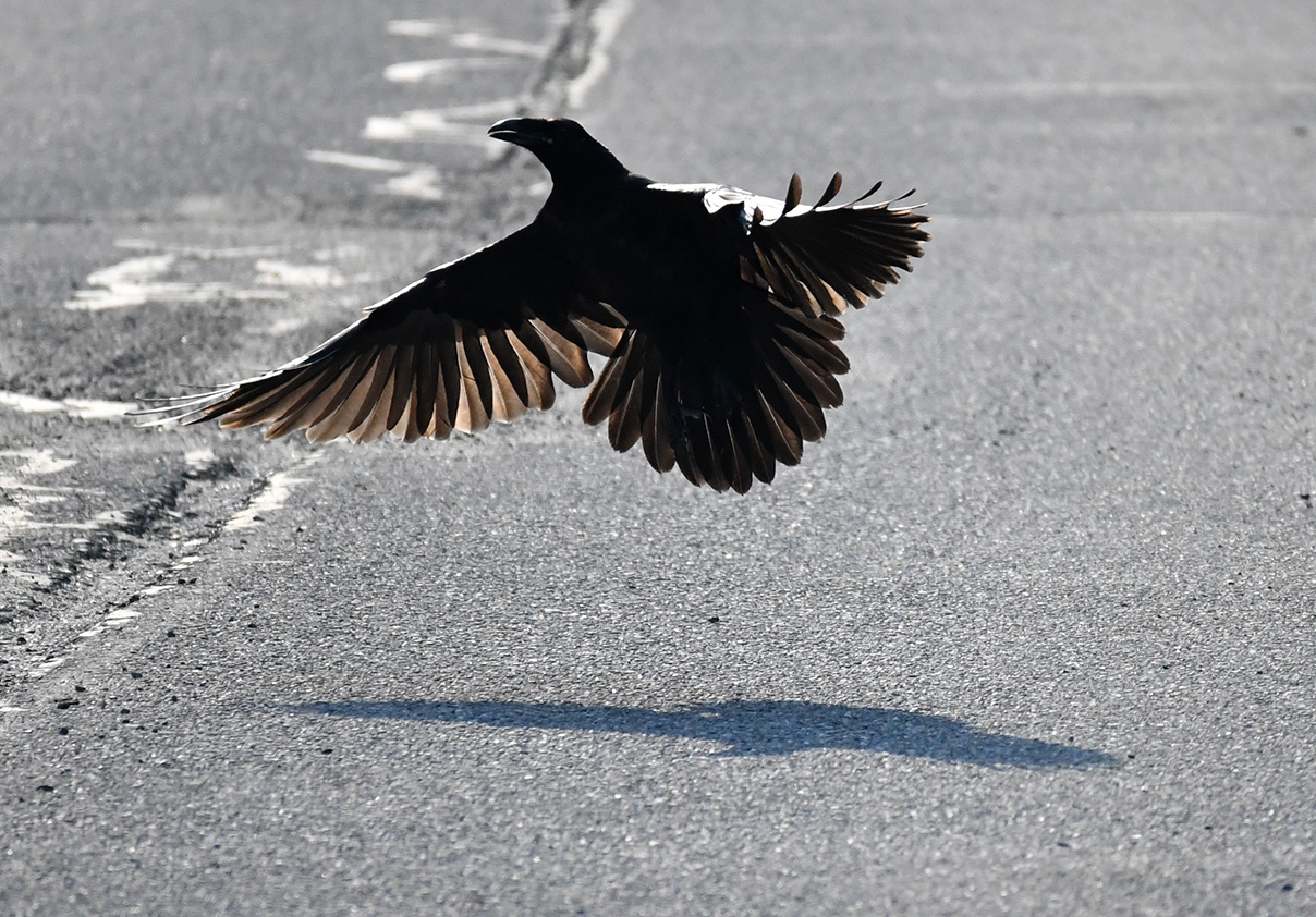 Raven take-off
