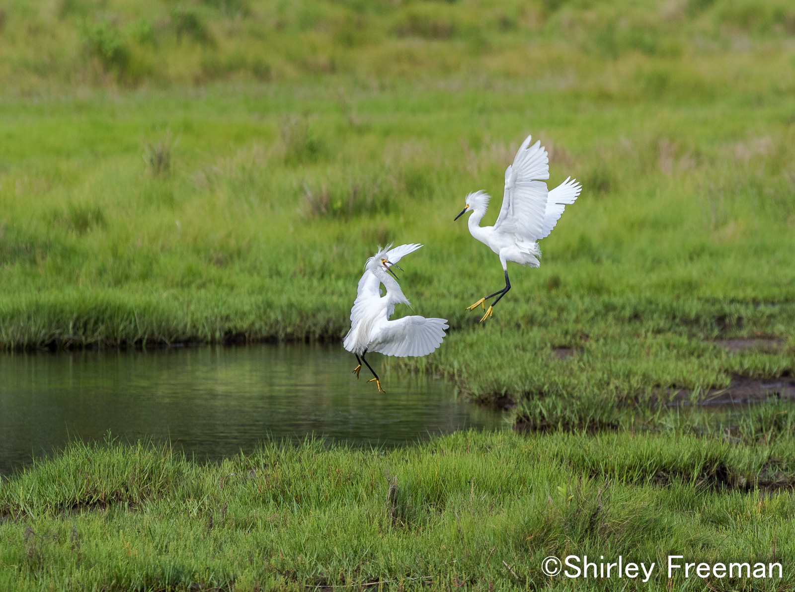 Snowy Egrets Dancing