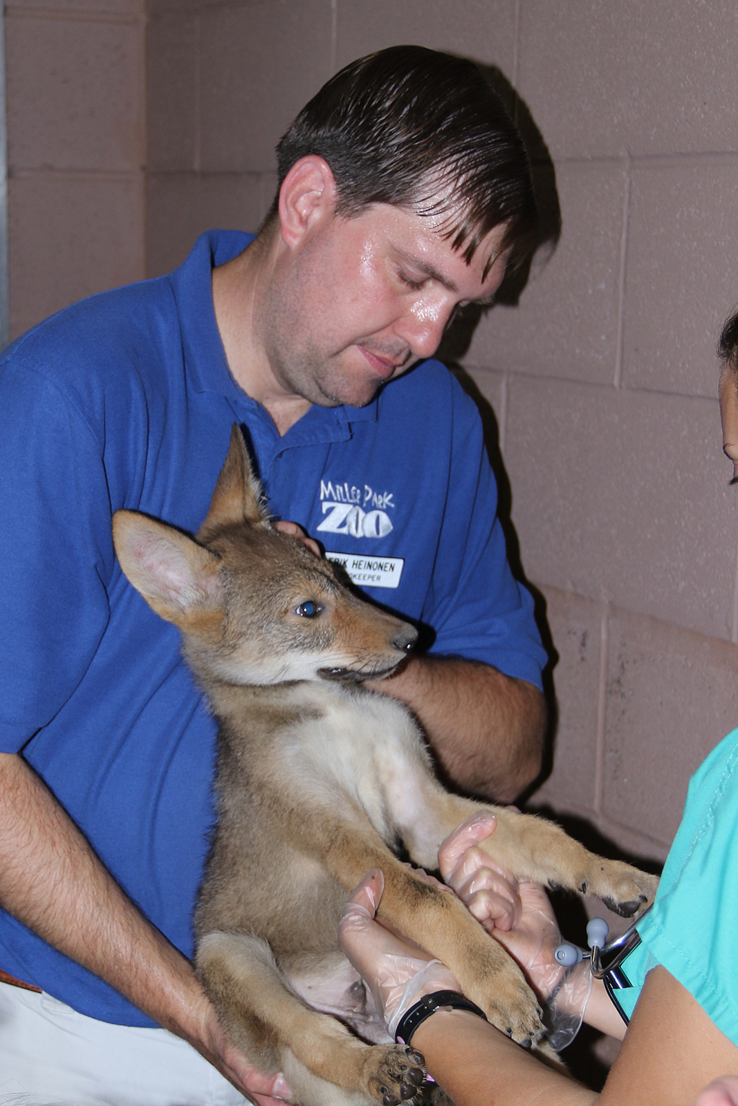 Red wolf check up