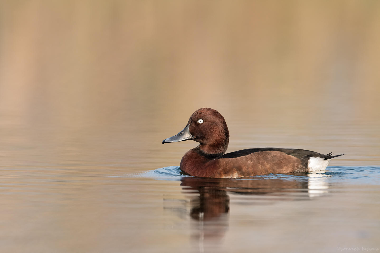 Ferruginous Pochard