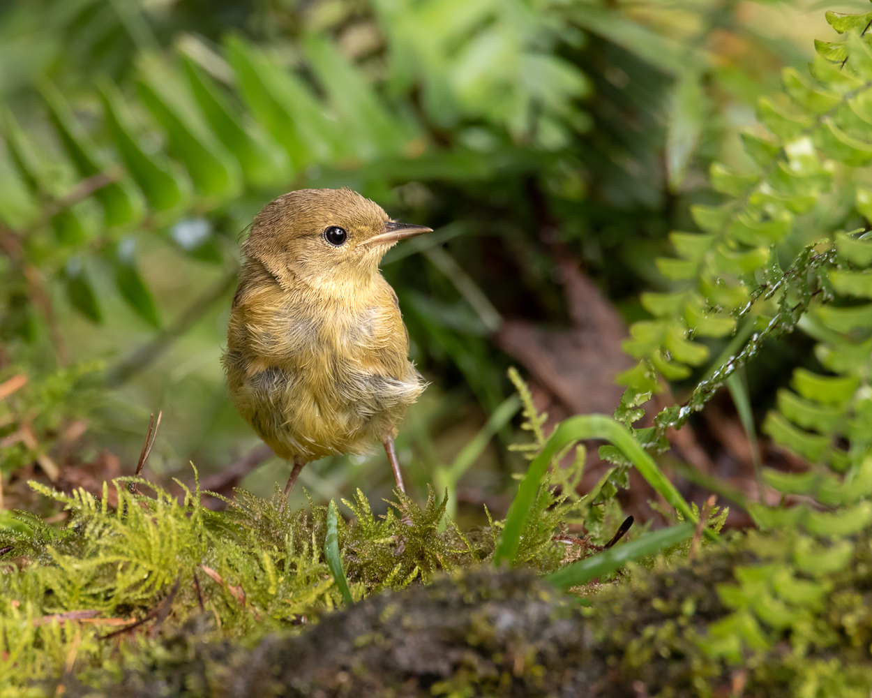 Common Yellowthroat