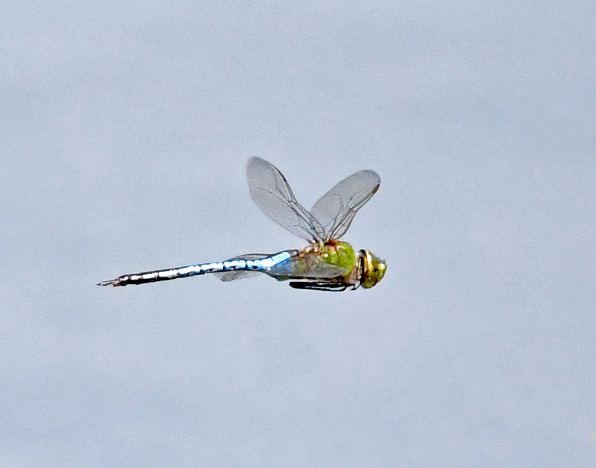 Dragon-fly BY