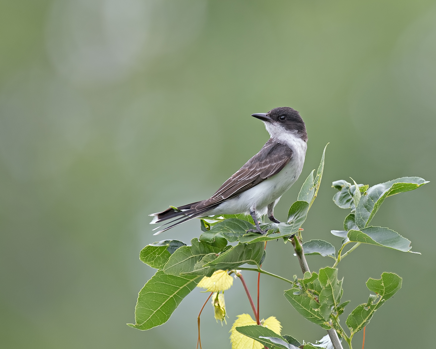 Eastern Kingbird