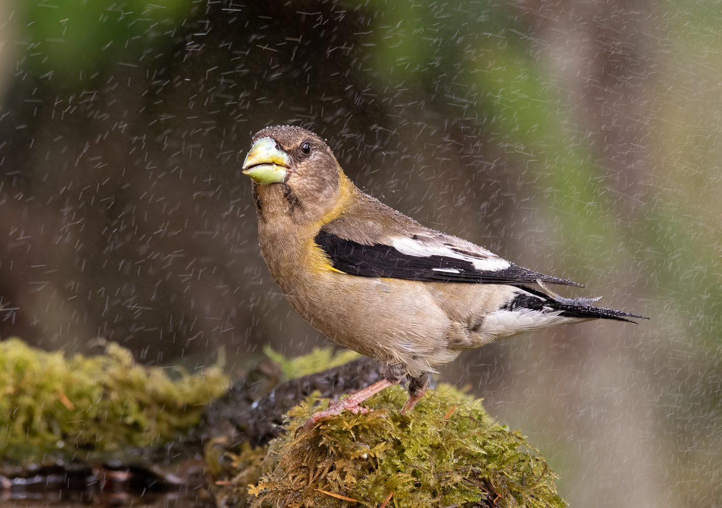 Evening Grosbeak