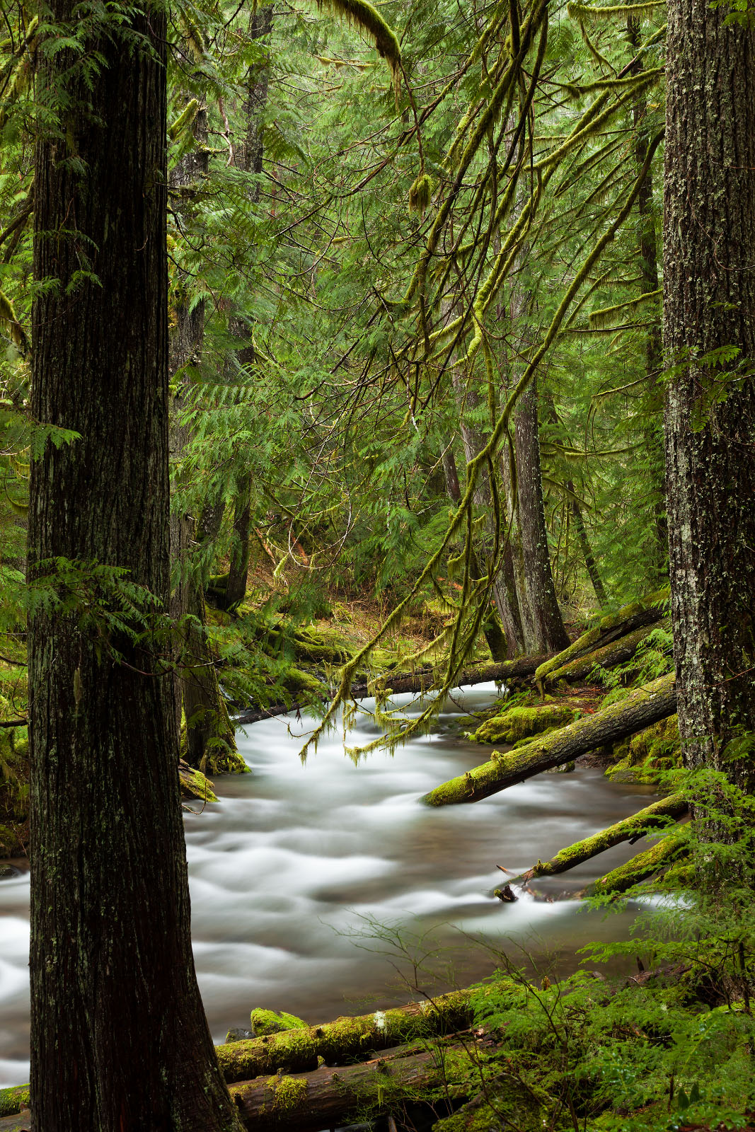 Meandering Stream
