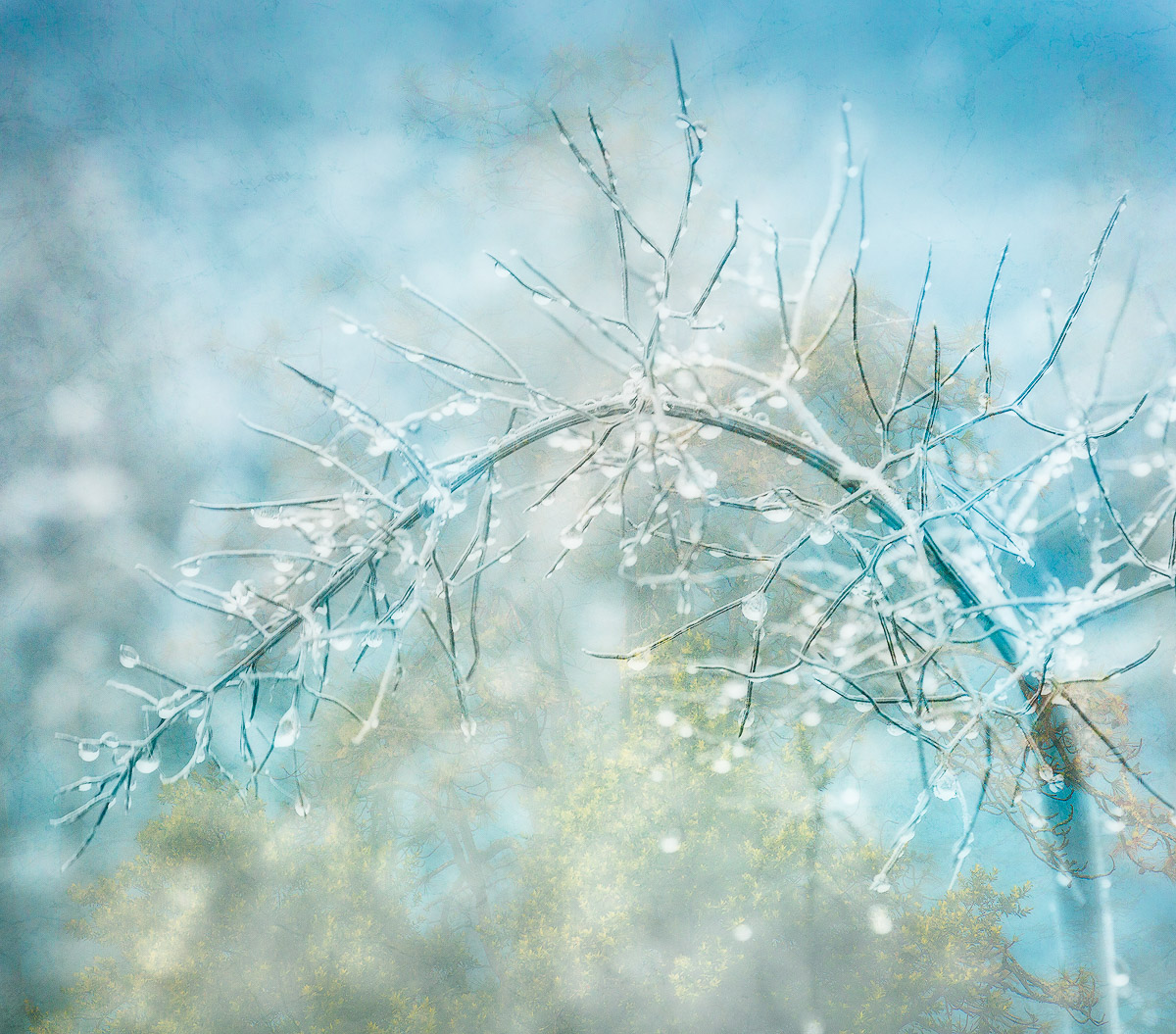 Fog Drops