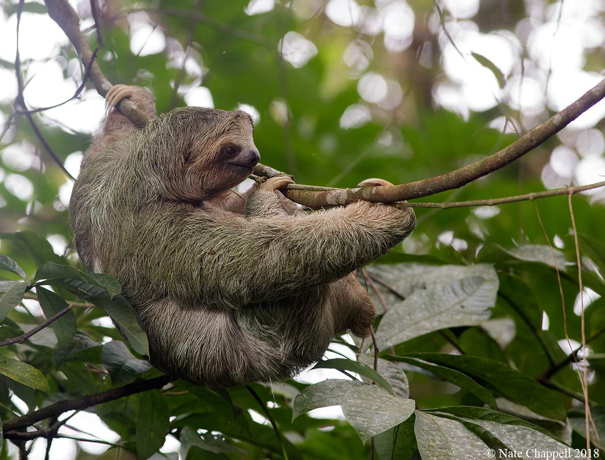Three-toed Sloth 