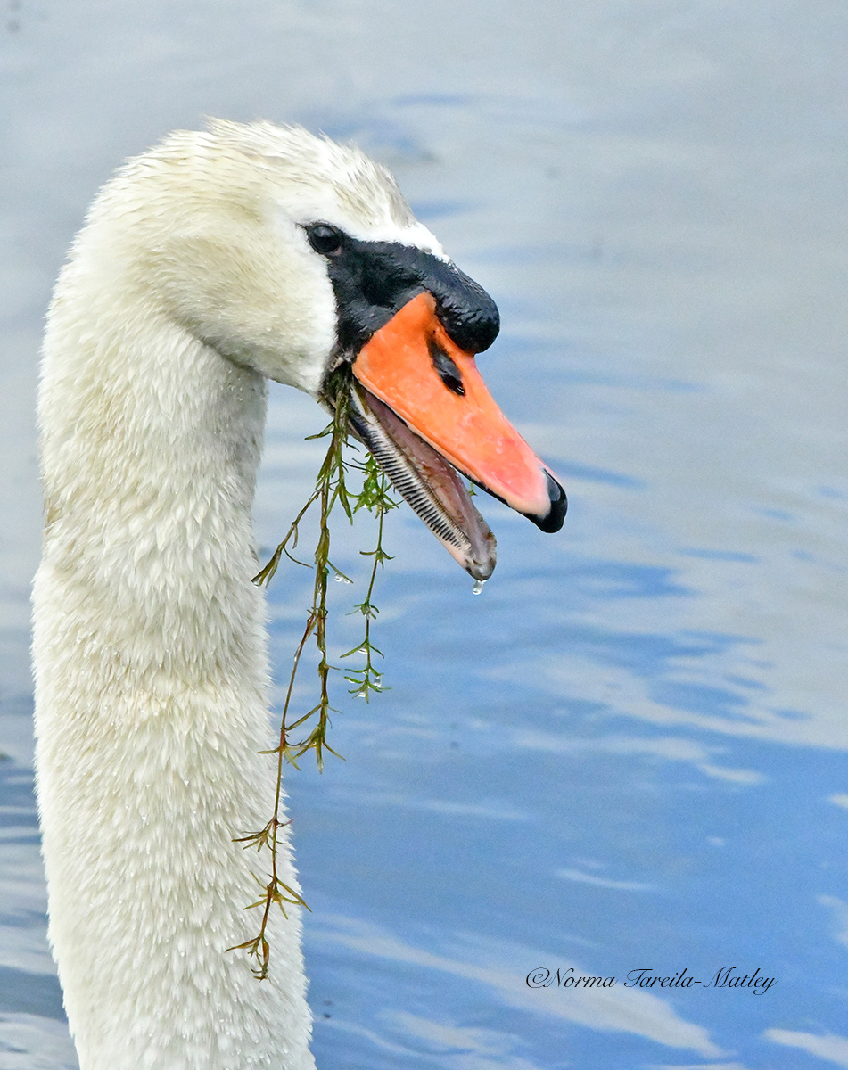 Mute Swan 