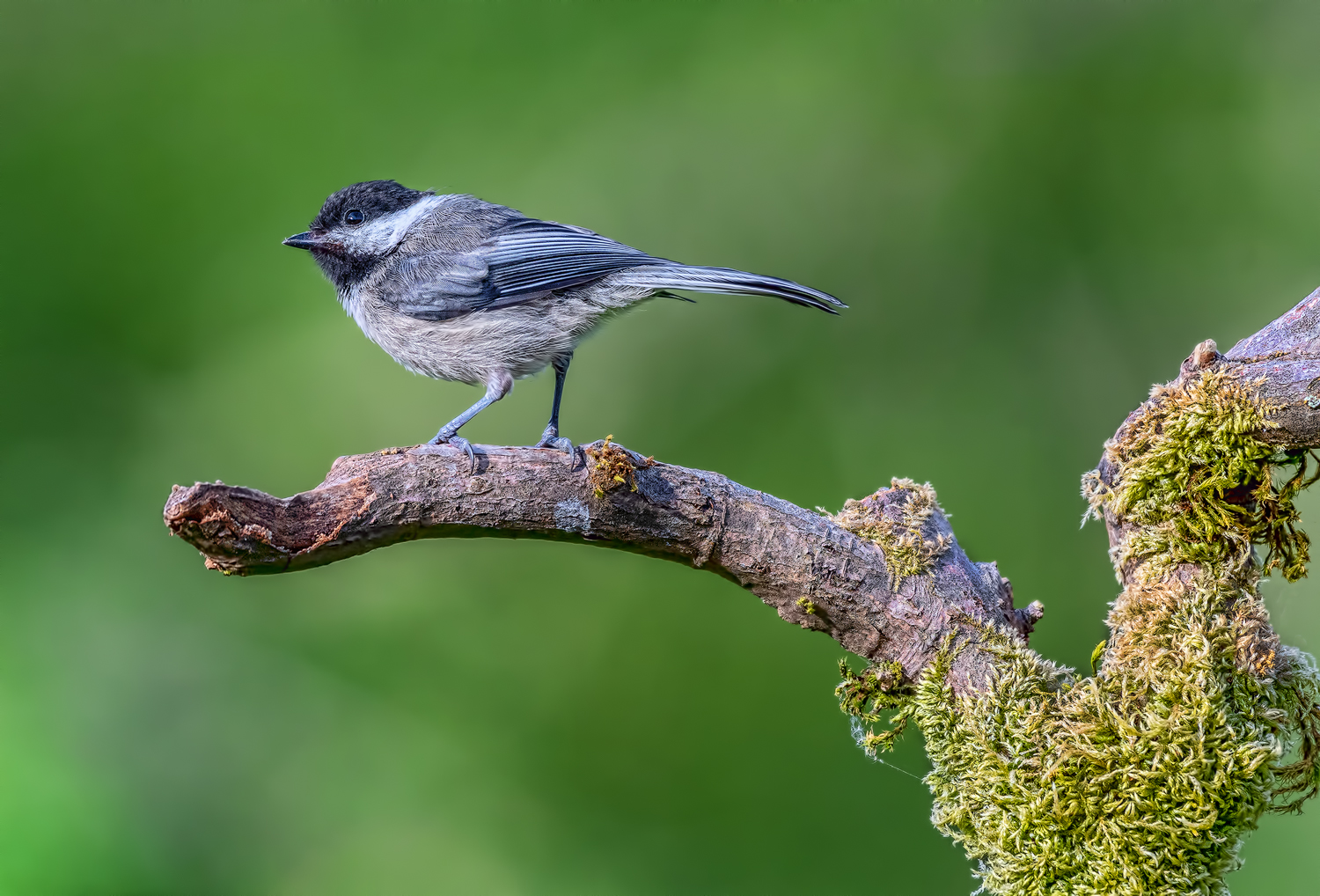 Black Cap Chickadee