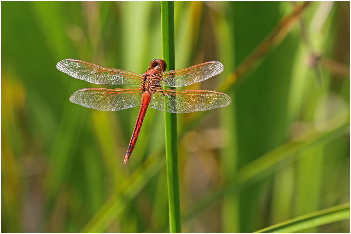 Skimmer in the Marsh