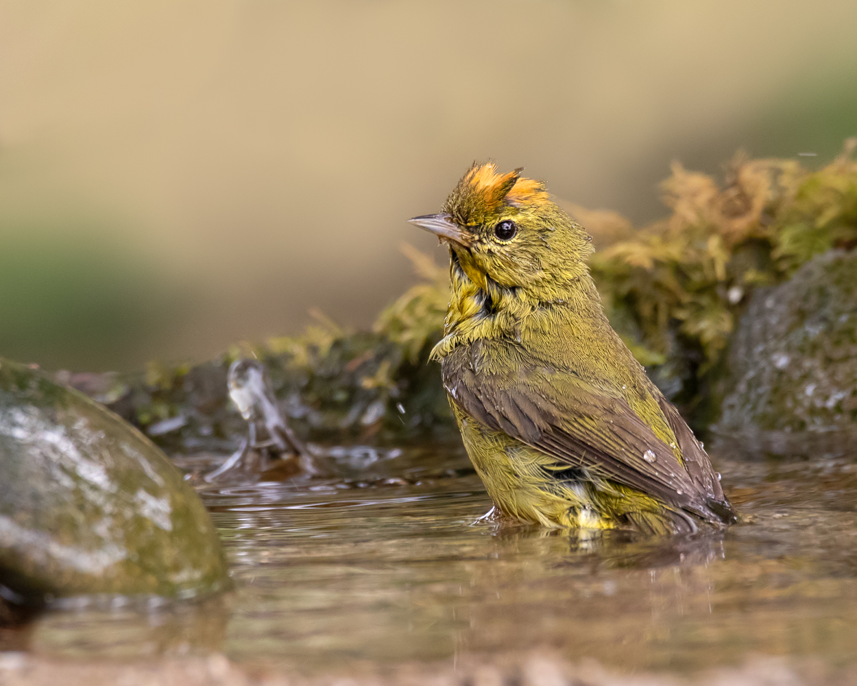 Orange-Crowned Warbler