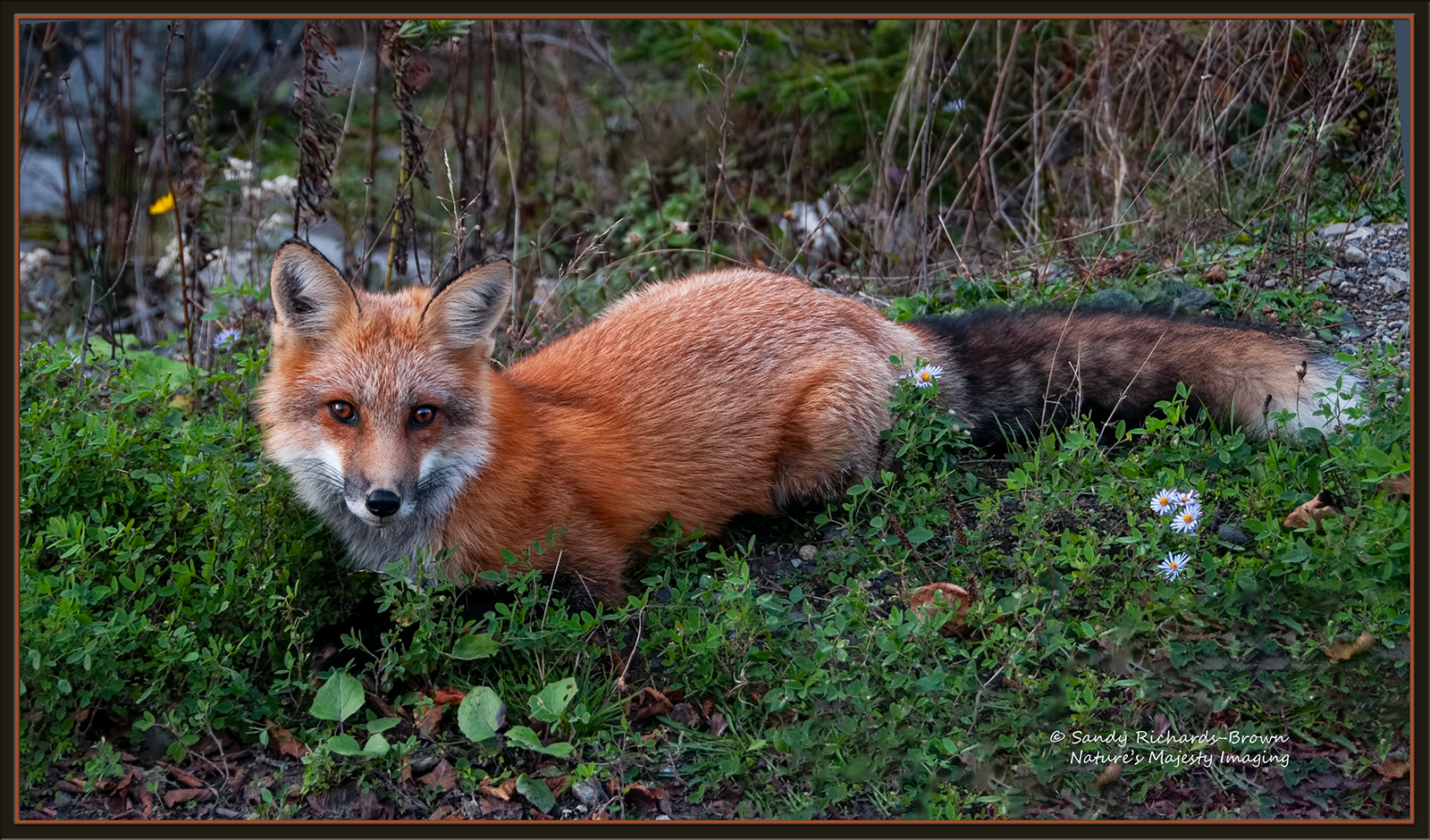 Foxy Lady