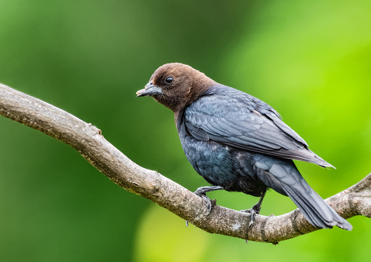 Cow Bird