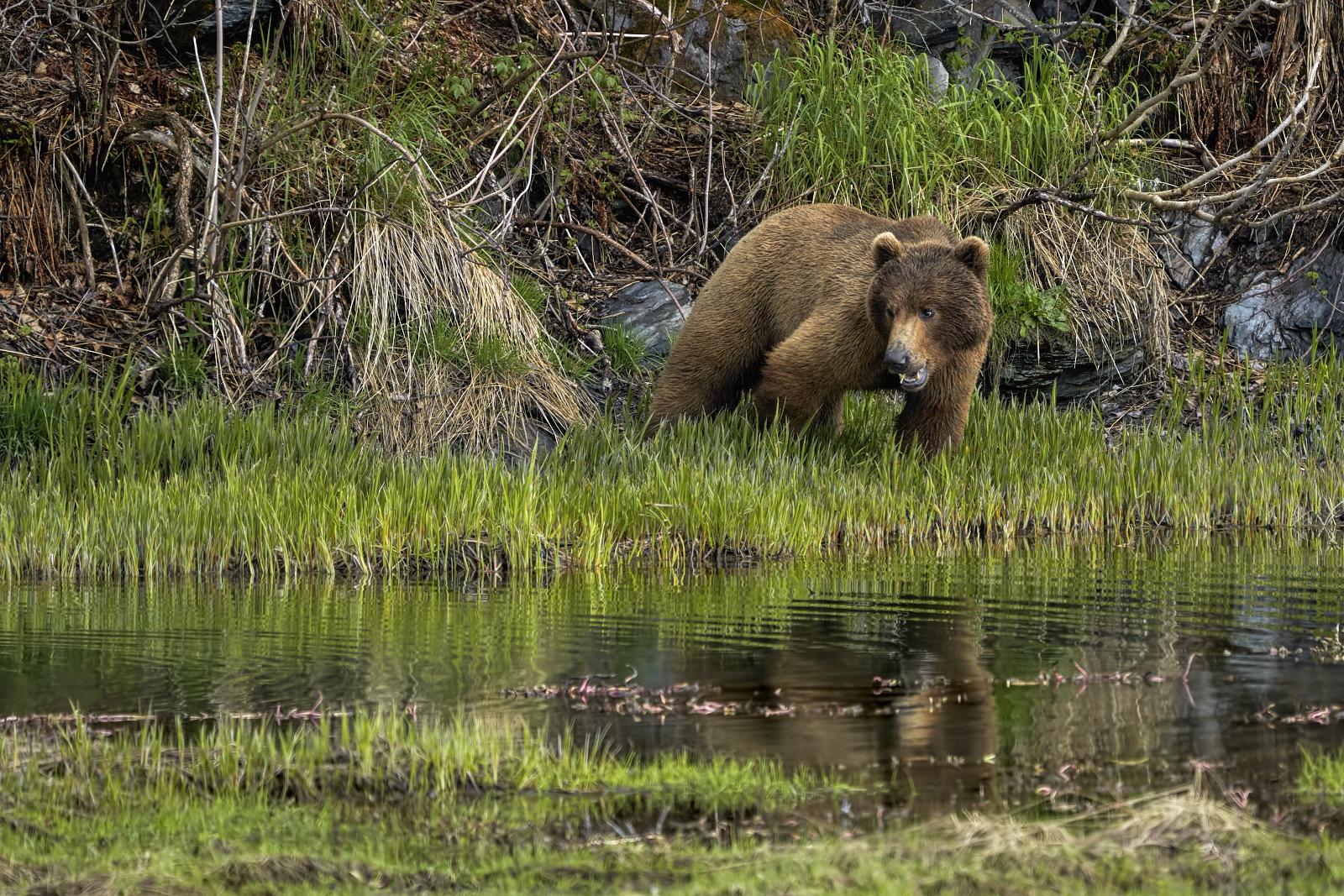 Browsing Bruin #2
